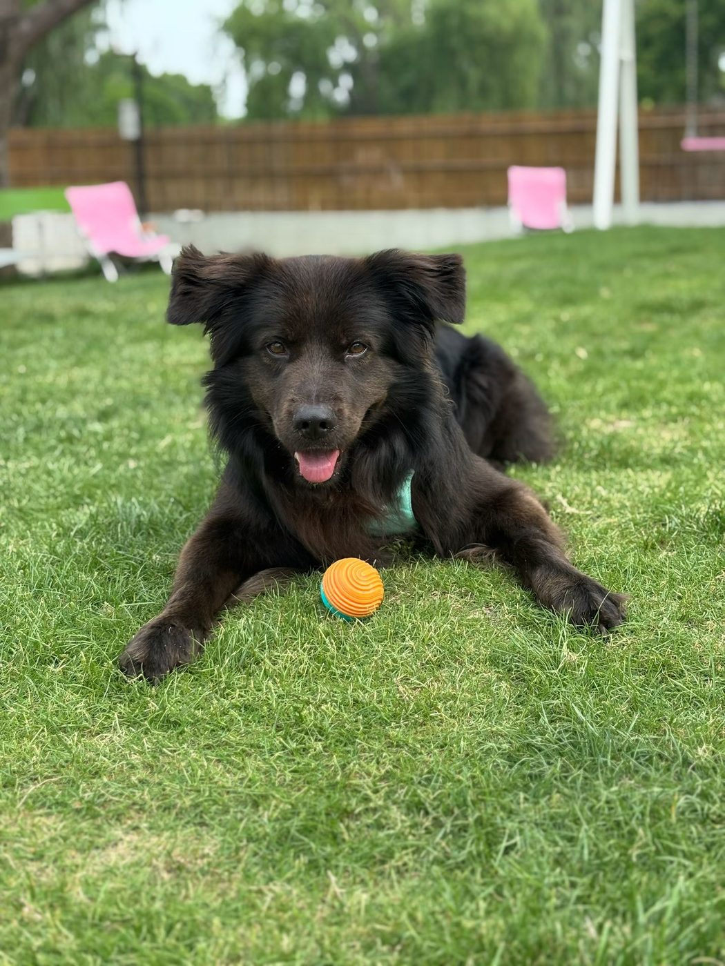 A black dog lying on cut grass with an orange ball between its paws.